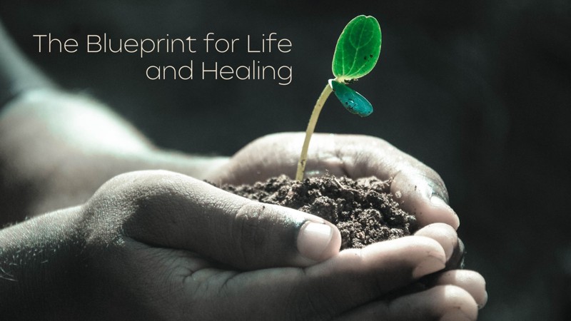 Workshop 1: The Blueprint for Life and Healing